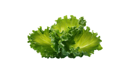 Vibrant green lete leaves on black backdrop close up of fresh lete leaves with deep black backdrop