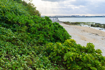 沖縄で見つけた南国の豊かな自然と文化を感じる風景