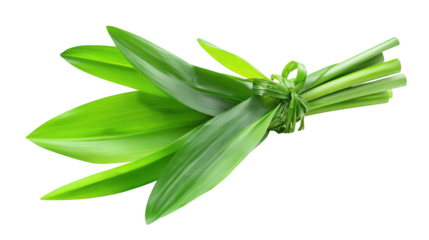 Green leaf against dark backdrop single vibrant green leaf rests on dark background