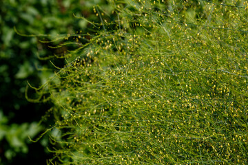 Asparagus (Asparagus officinalis) or garden asparagus is a perennial flowering plant species in the genus Asparagus native to Eurasia