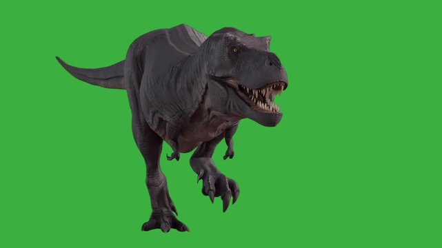 Tyrannosaurus Rex running and roaring animation on a green screen, prehistoric creature, danger, power, ancient history, or visual effects