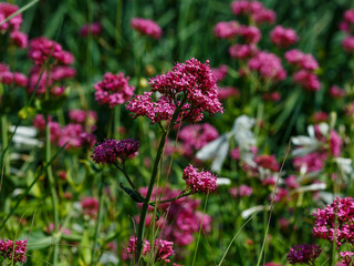Centranthus ruber , or red valerian ( Valeriana rubra ) , is a popular herbaceous garden plant grown for its ornamental flowers