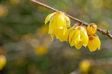 枝先に咲くロウバイのクローズアップと冬の柔らかな光