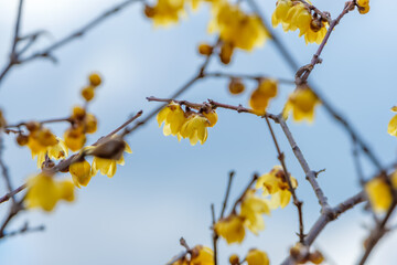 冬の青空に映える黄色いロウバイの可憐な花