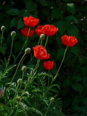 Oriental poppy flowers. Papaver orientale is magnificent perennial plant in the garden.
