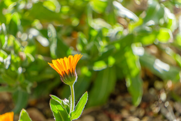 冬の光を浴びて咲く鮮やかなオレンジ色のカレンデュラ