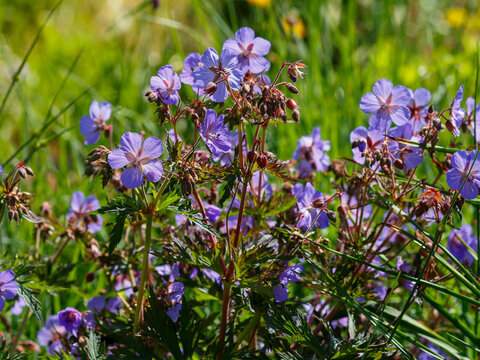 Geranium pratense Hocus Pocus is blooming in the garden