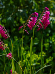 Thin skewer, or thin Gladiolus ( lat. Gladiolus tenuis ) is a perennial herbaceous plant