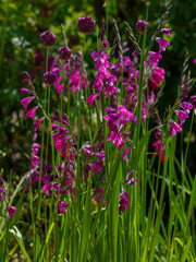 Thin skewer, or thin Gladiolus ( lat. Gladiolus tenuis ) is a perennial herbaceous plant