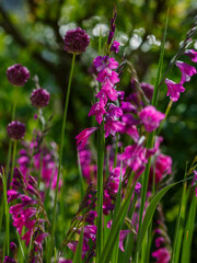 Thin skewer, or thin Gladiolus ( lat. Gladiolus tenuis ) is a perennial herbaceous plant