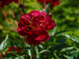 Beautifu red blooming peonies of the Chippewa variety in the spring garden
