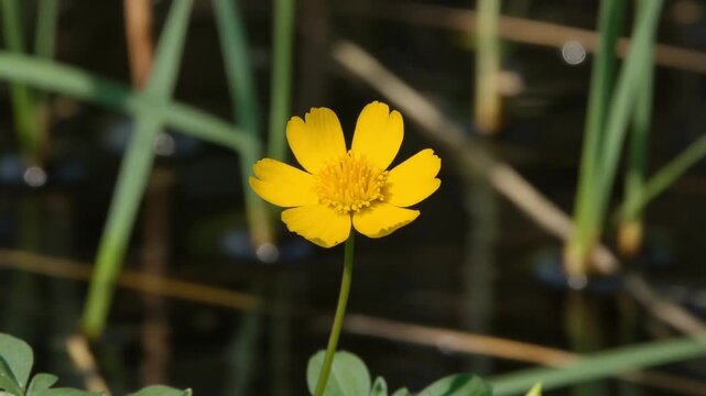 A vibrant yellow water buttercup flower blooms brightly in a calm, aquatic nature setting.