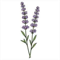 lavender flowers isolated on white background