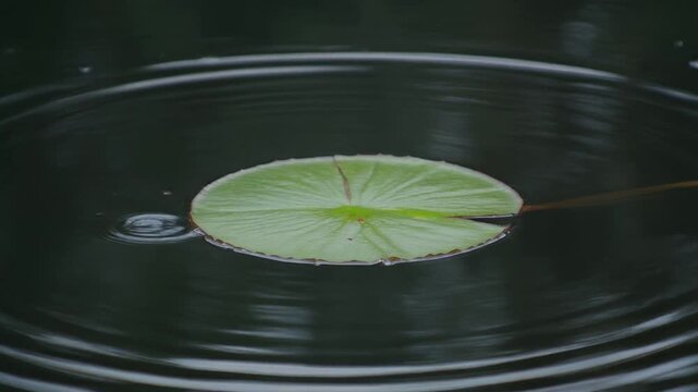 A tranquil green lily pad floats gently on the dark pond water creating subtle ripples.