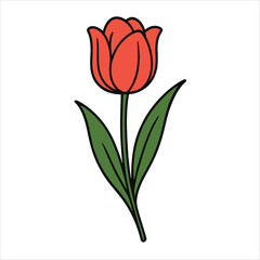 vector illustration of tulip