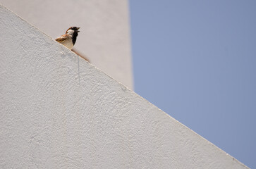 Male house sparrow Passer domesticus domesticus calling. Arinaga. Aguimes. Gran Canaria. Canary Islands. Spain.