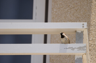 Male house sparrow Passer domesticus domesticus. Arinaga. Aguimes. Gran Canaria. Canary Islands. Spain.