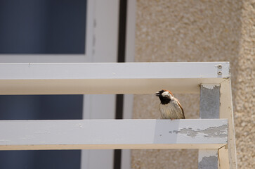 Male house sparrow Passer domesticus domesticus calling. Arinaga. Aguimes. Gran Canaria. Canary Islands. Spain.