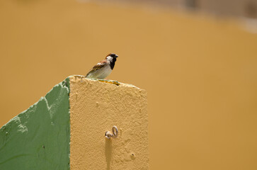 Male house sparrow Passer domesticus domesticus. Arinaga. Aguimes. Gran Canaria. Canary Islands. Spain.