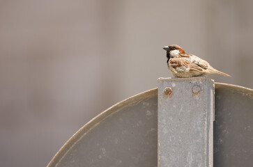 Male house sparrow Passer domesticus domesticus resting on a traffic sign. Arinaga. Aguimes. Gran Canaria. Canary Islands. Spain.