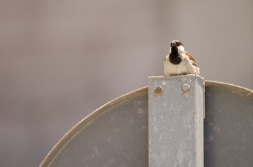 Male house sparrow Passer domesticus domesticus resting on a traffic sign. Arinaga. Aguimes. Gran Canaria. Canary Islands. Spain.