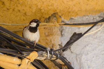 Male house sparrow Passer domesticus domesticus. Arinaga. Aguimes. Gran Canaria. Canary Islands. Spain.