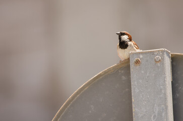Male house sparrow Passer domesticus domesticus. Arinaga. Aguimes. Gran Canaria. Canary Islands. Spain.