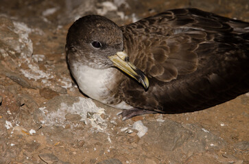 Cory's shearwater Calonectris borealis. Las Pardelas ravine. Mogan. Gran Canaria. Canary Islands. Spain.