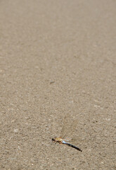 Male emperor dragonfly Anax imperator run over. Las Cumbres Protected Landscape. San Mateo. Gran Canaria. Canary Islands. Spain.
