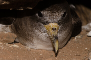 Cory's shearwater Calonectris borealis in its burrow. Las Pardelas ravine. Mogan. Gran Canaria. Canary Islands. Spain.