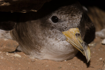 Cory's shearwater Calonectris borealis in its burrow. Las Pardelas ravine. Mogan. Gran Canaria. Canary Islands. Spain.