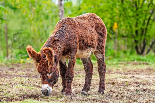 Ane du Poitou - Equus asinus - en train de brouter