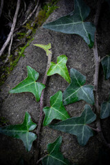 green leafed bindweed on the wall