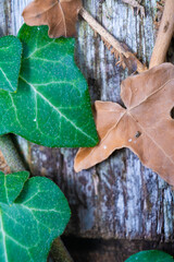 green leafed bindweed on the wall