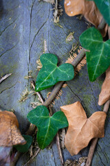 green leafed bindweed on the wall