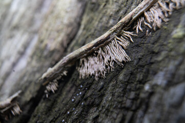green leafed bindweed on the wall