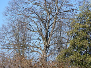 natural green plants environment photo	