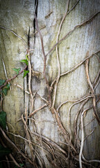 green leafed bindweed on the wall