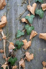green leafed bindweed on the wall