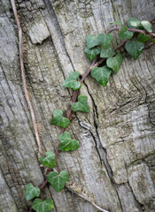 green leafed bindweed on the wall