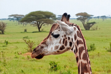 Gros plan sur la t&ecirc;te d'une girafe dans la plaine