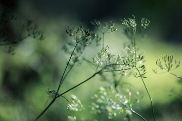 Summer green background