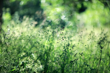 Summer green background