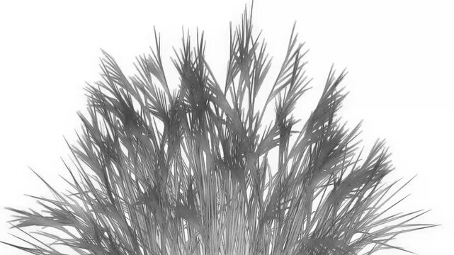 A closeup of natural bladygrass sways in the wind isolated on a white background 