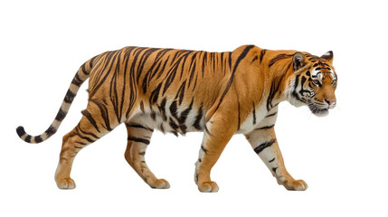 Obraz premium Elegant bengal tiger walking with vibrant orange and black stripes on white background with wildlife and animal and mammal and endangered species