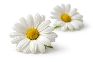 Elegant floral border with pink and cream roses and carnations on white background. Romantic bouquet composition with copy space, perfect for wedding, greeting cards, beauty and spring designs.