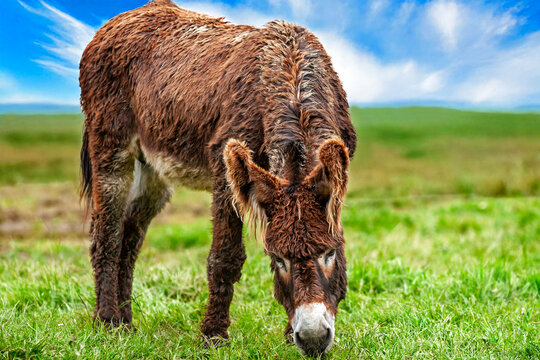 Ane du Poitou - Equus asinus - en train de brouter