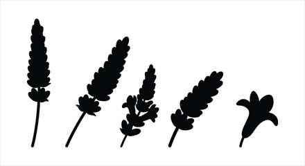 Various Lavender Flower Silhouettes on White Background © matahari