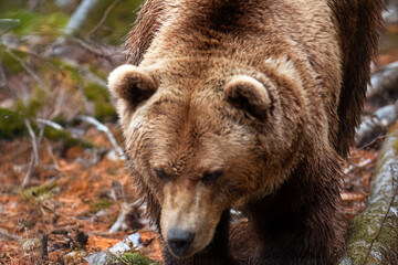 Ours brun - Ursus arctos - dans la for&ecirc;t