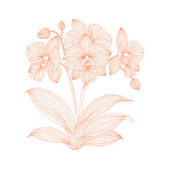 Hand Drawn Orchid Floral Line Art Decorative Botanical Illustration